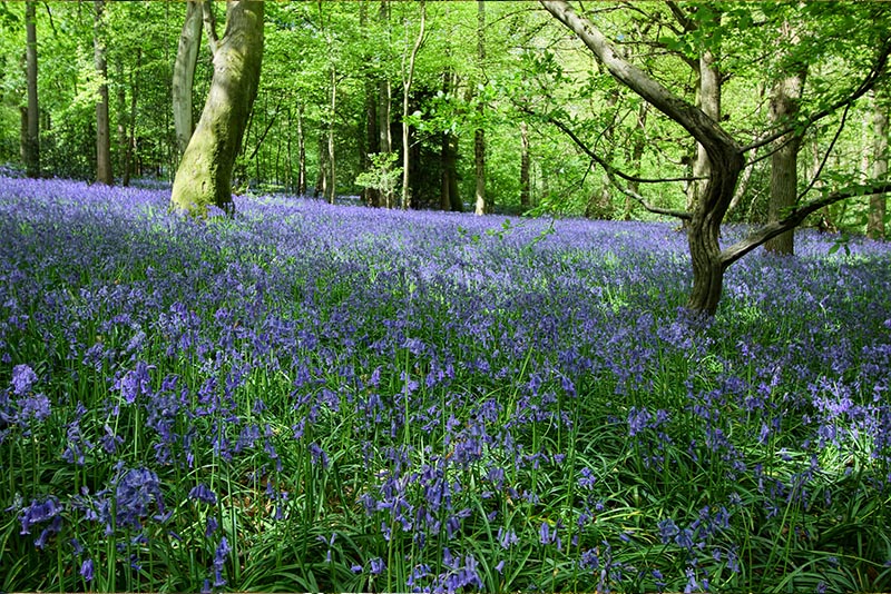 Mental health therapy and support Reigate